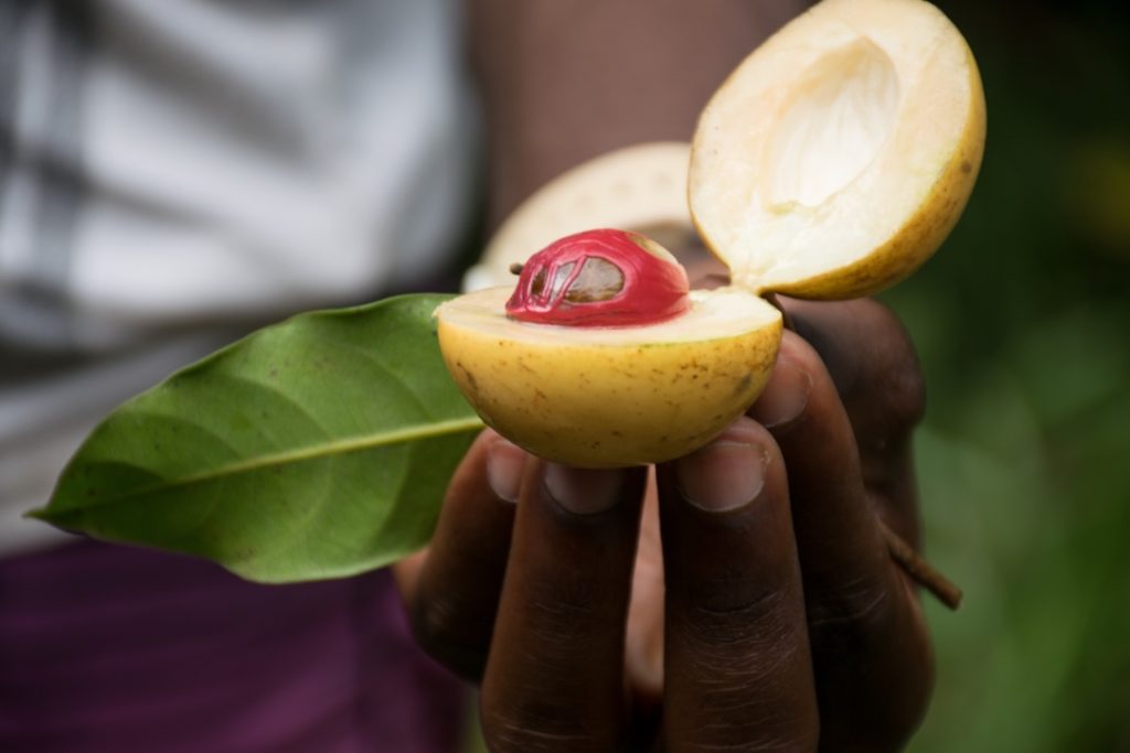 Fruit de la muscade