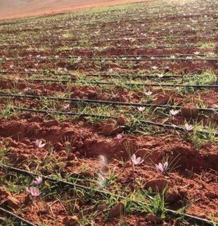 champs de crocus
