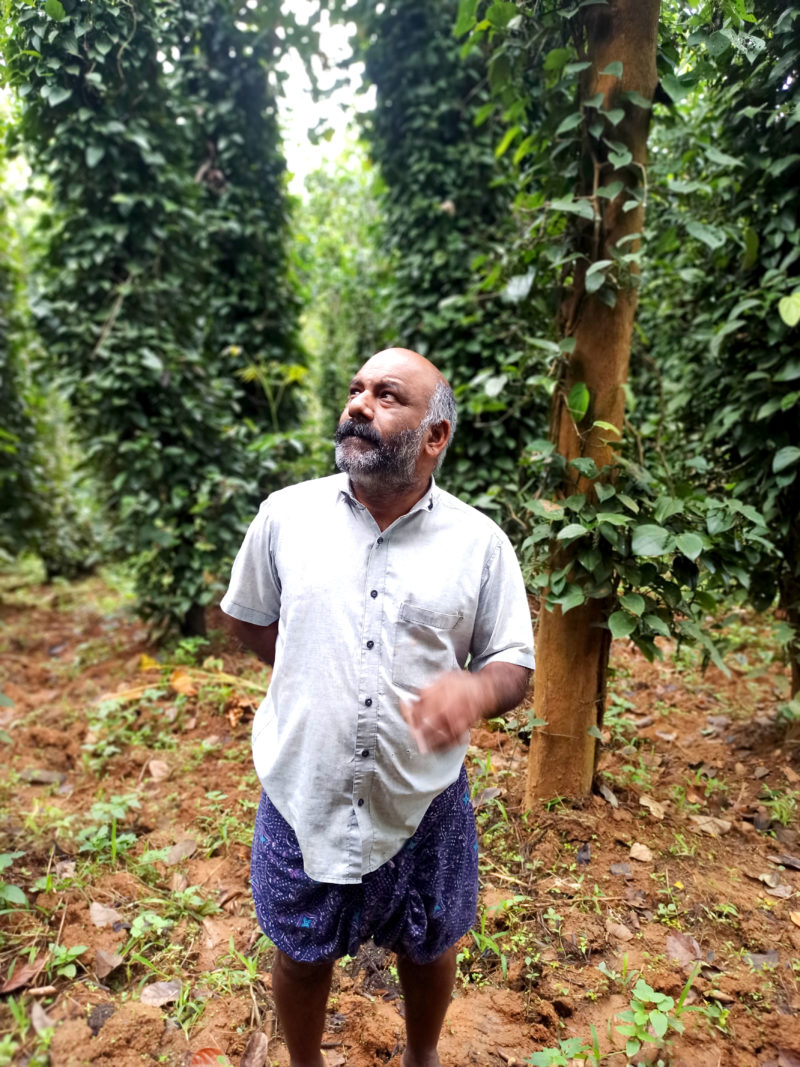 Fermier poivre du Kerala
