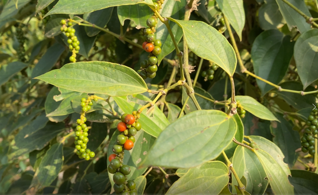 Poivre rouge frais au sel de Kampot