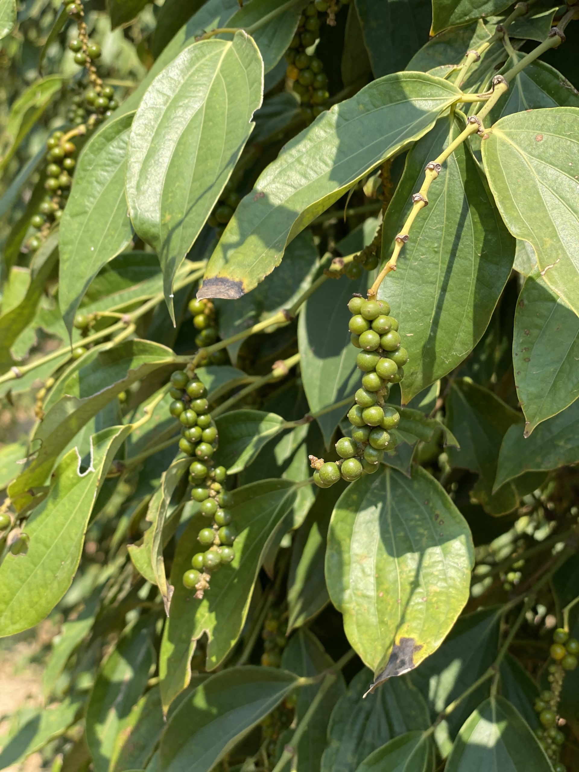 Poivre de Kampot frais au sel