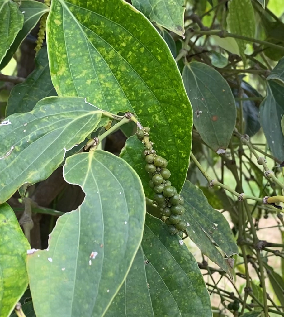 Poivre vert Kampot