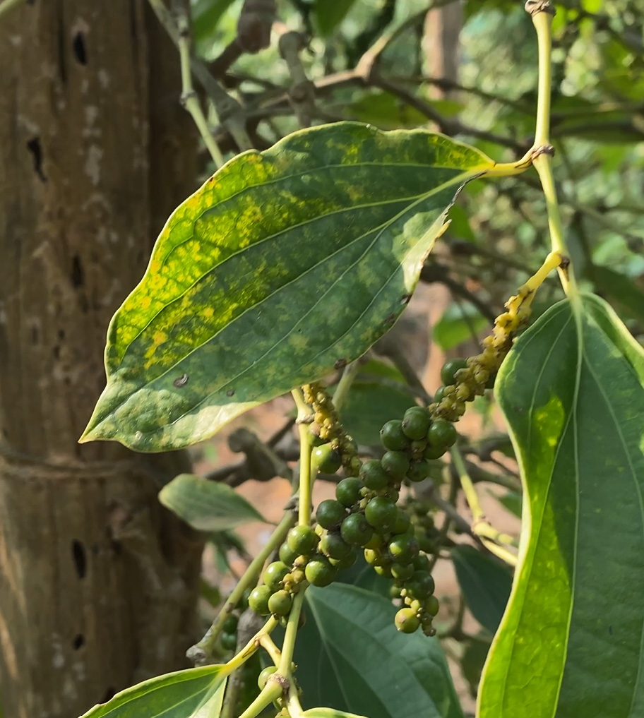 Poivre de Kampot Vert Frais au sel IGP – Cavya