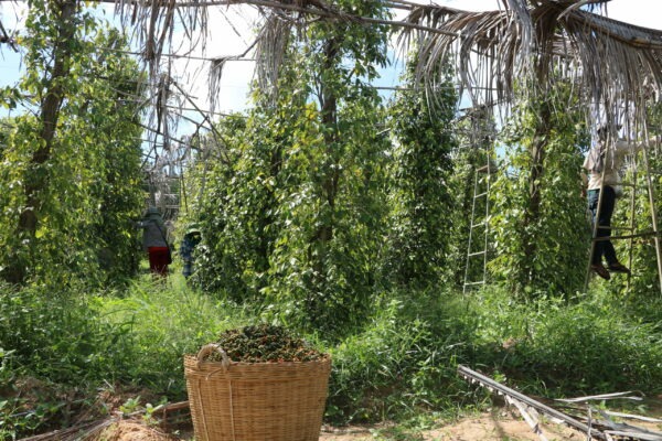 Poivre vert de Kampot IGP frais au sel – Image 4