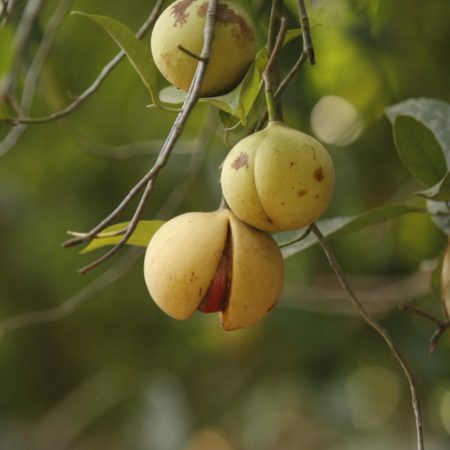 Fruit de la muscade