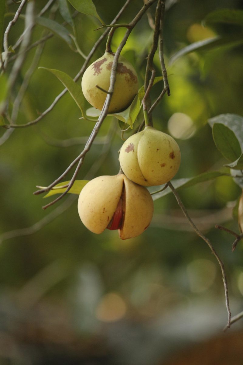 Fruit de la muscade