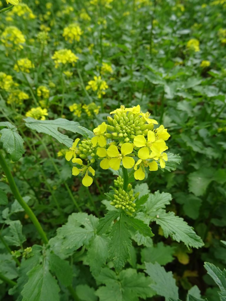 Fleur de moutarde