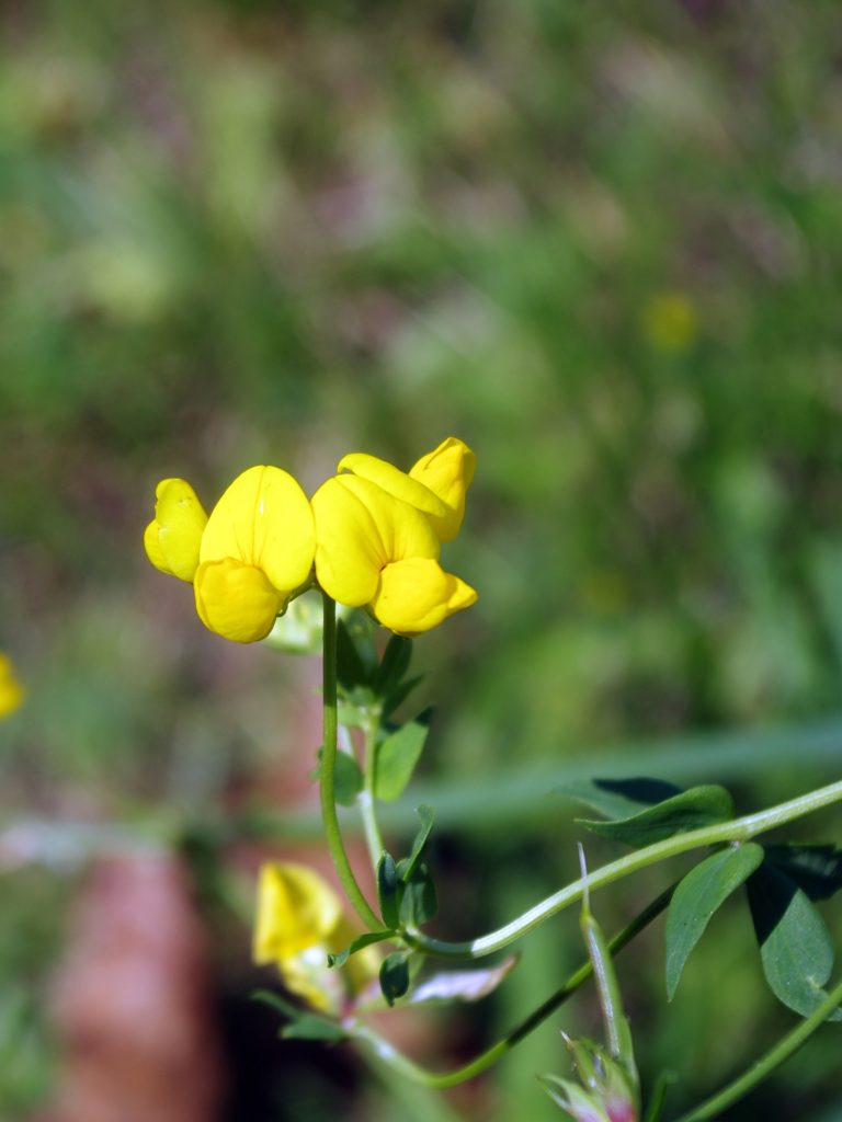 Fleur de fenugrec