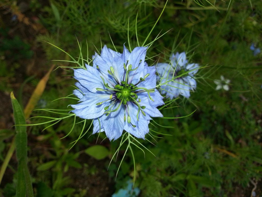 Fleur de nigelle