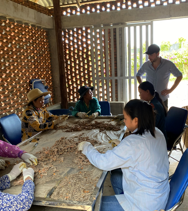 Tri du curcuma au Cambodge