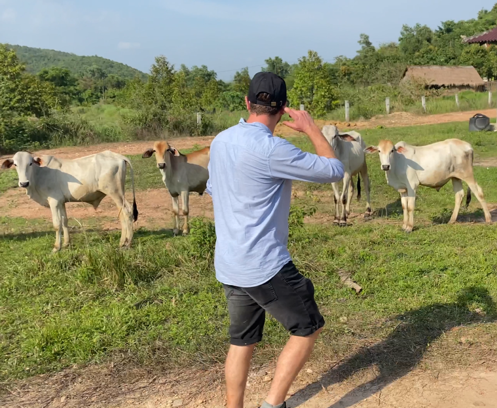 Elie et les vaches