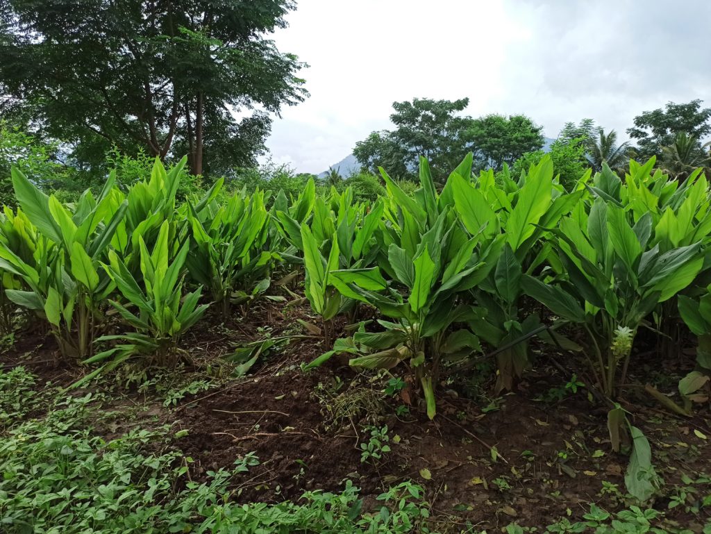 Plantation de Curcuma