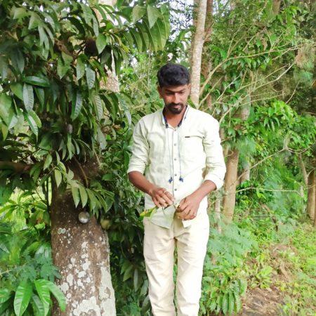 Producteur amchur mangue verte séchée