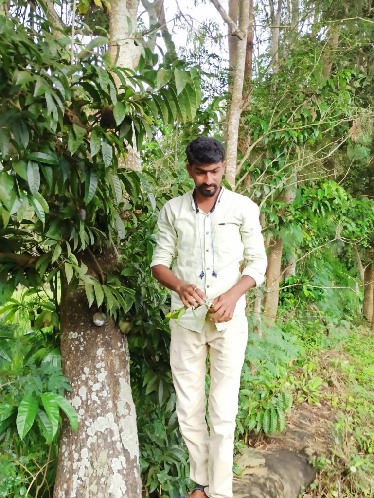 Producteur amchur mangue verte séchée