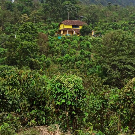 Plantation