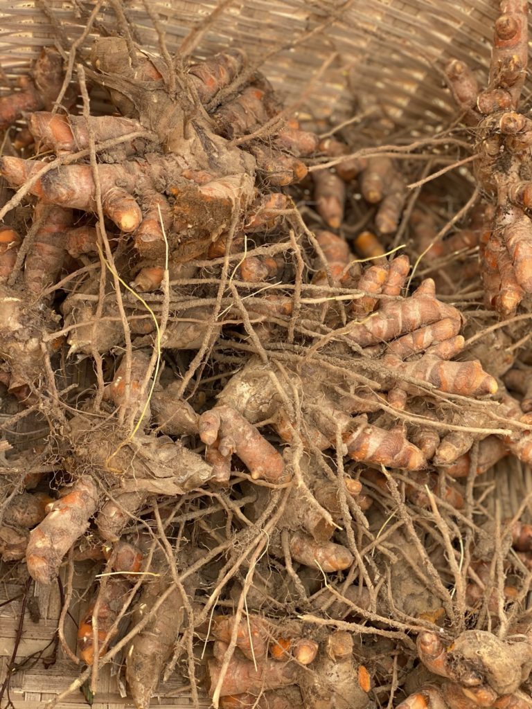 Curcuma en racine