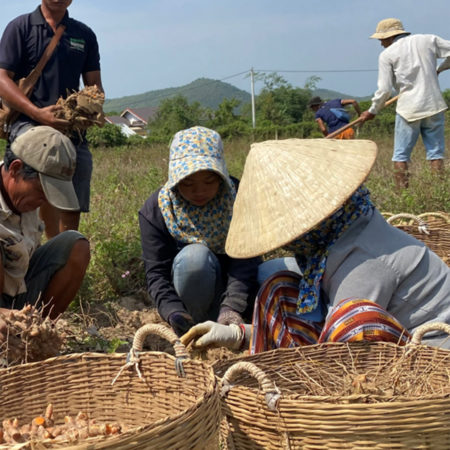 Travailleurs dans les champs de curcuma