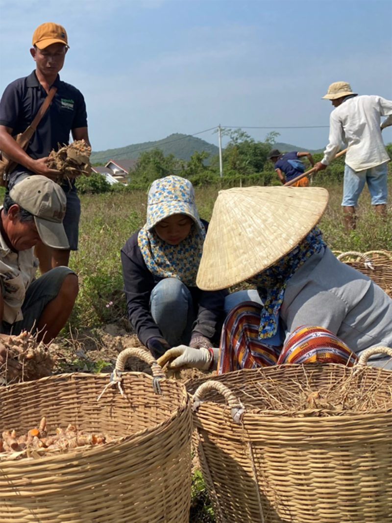 Travailleurs dans les champs de curcuma