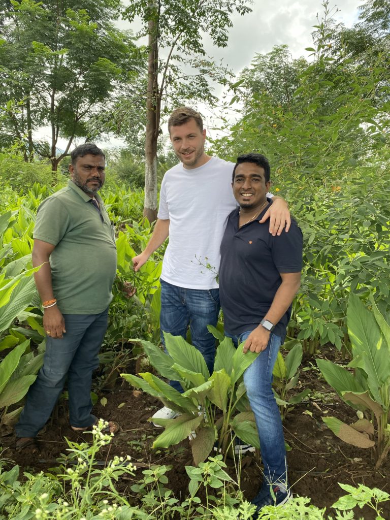 Plantation de curcuma