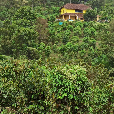 Plantation