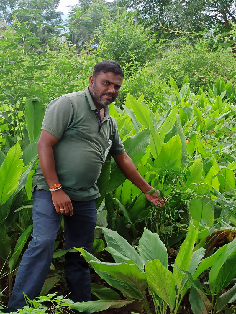 Producteur de curcuma