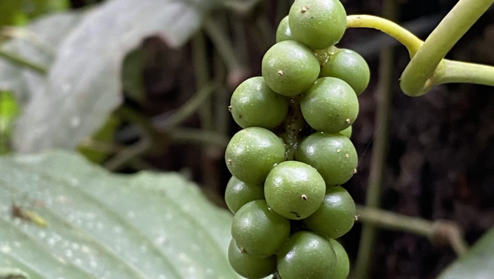 Grappe de poivre indien dans le Kerala