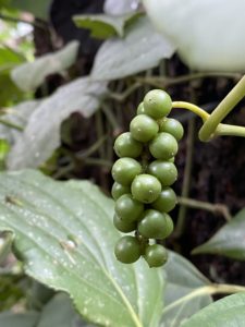 Grappe de poivre indien dans le Kerala