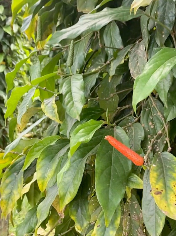 Poivre long au sel plante