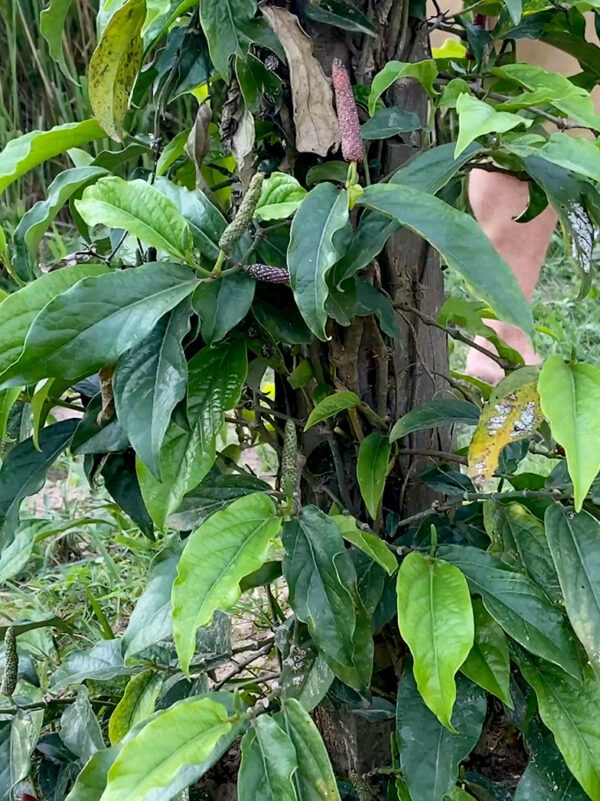 Poivre long plante