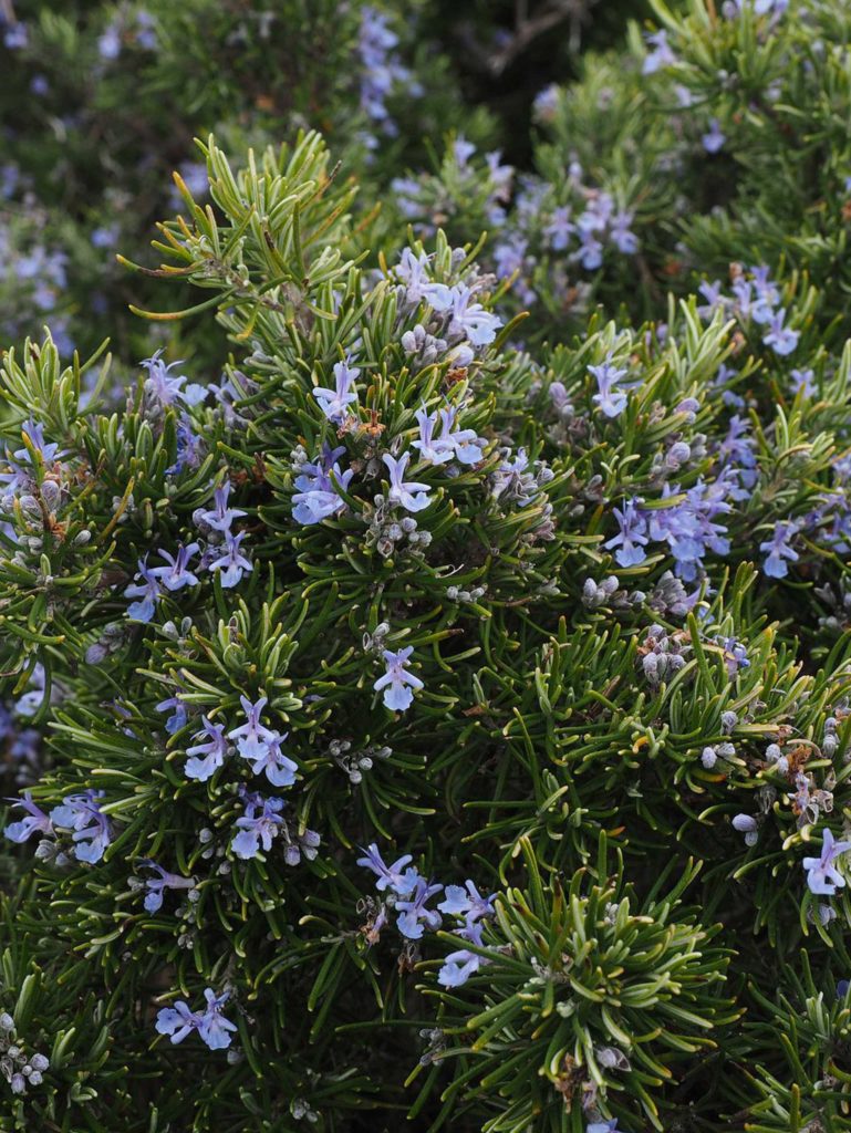 Romarin Séché Et Brindille De Romarin Frais. Photo stock - Image du  aromatique, nature: 213034654