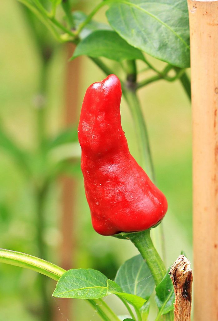 Plant de paprika