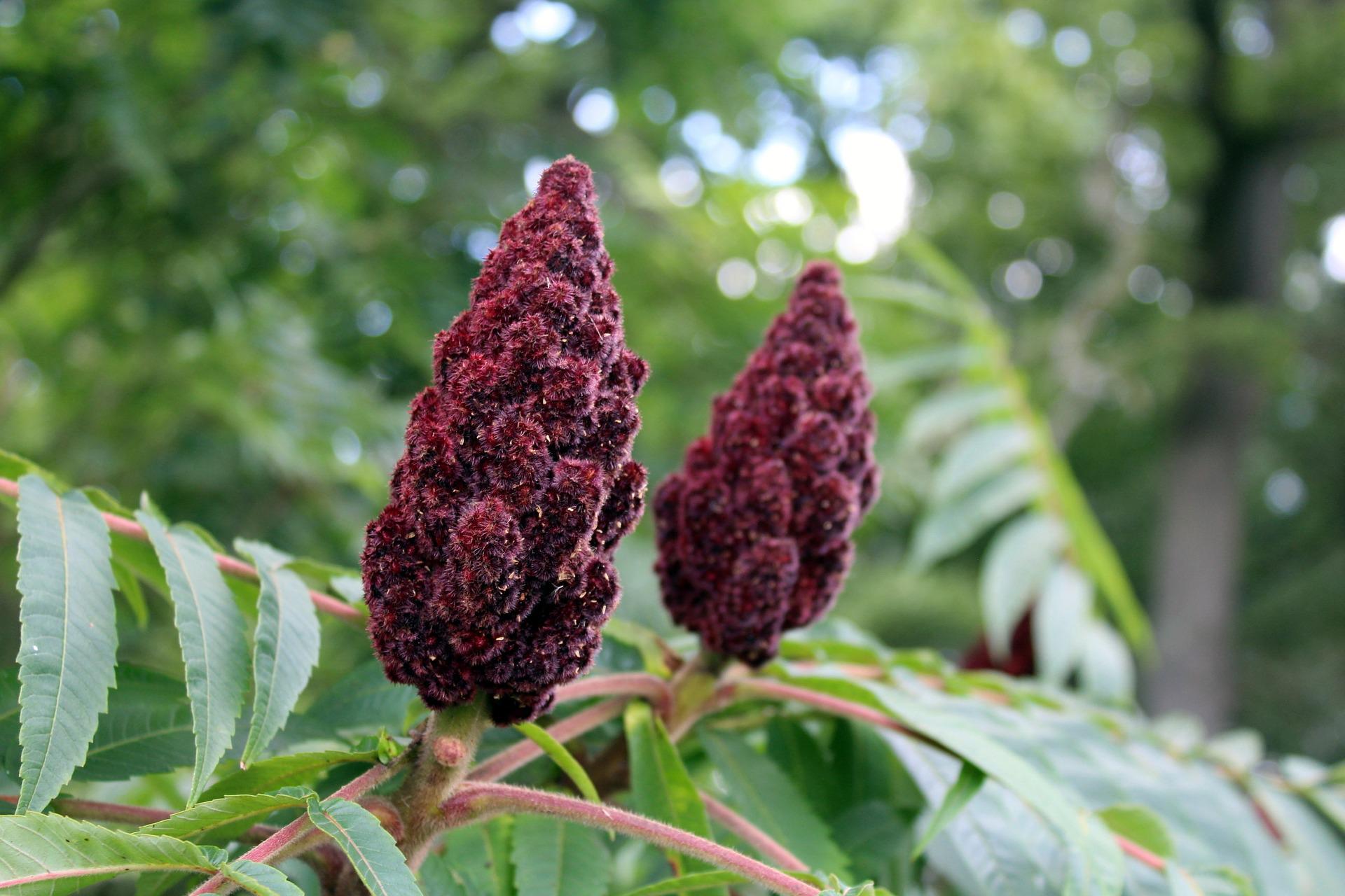 Sumac utilisation, conseils et bienfaits Fingourmets